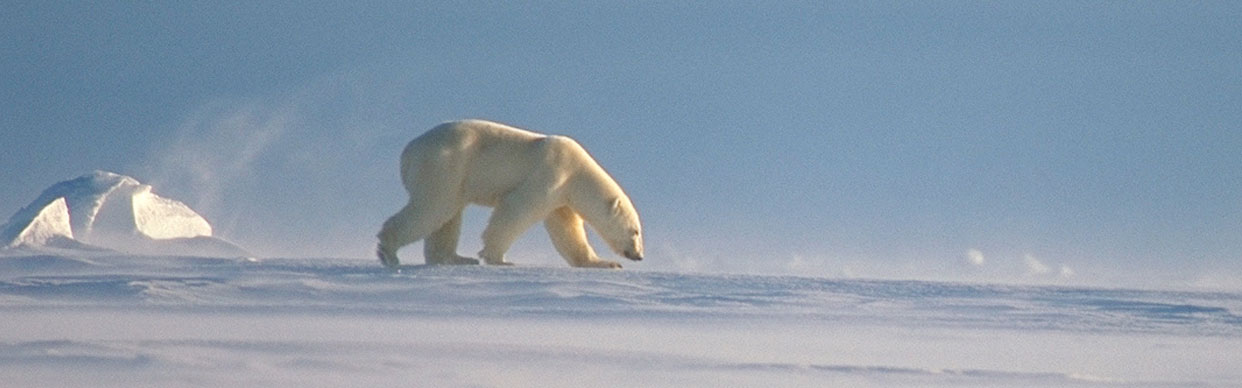 PB-in-the-Arctic-photo-Amos-Nachoum